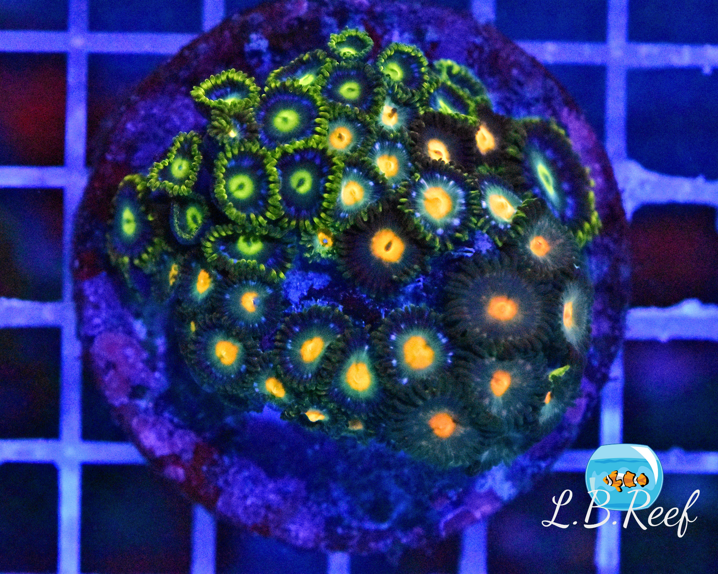 Zoanthus sp. "Ultra Mix" - L.B.Reef