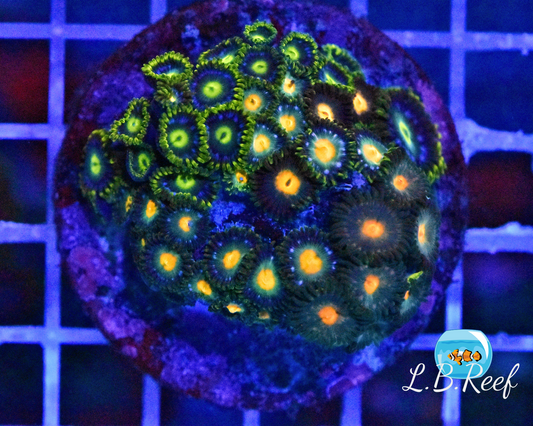 Zoanthus sp. "Ultra Mix" - L.B.Reef