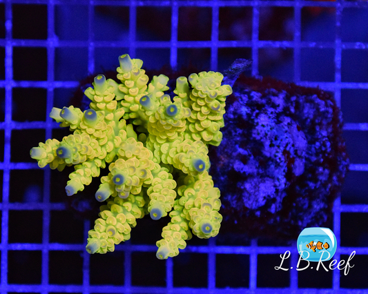 Acropora vermiculata "Ultra Yellow Purple Tips" - L.B.Reef