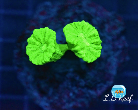 Caulastrea curvata "Green grado A" - L.B.Reef