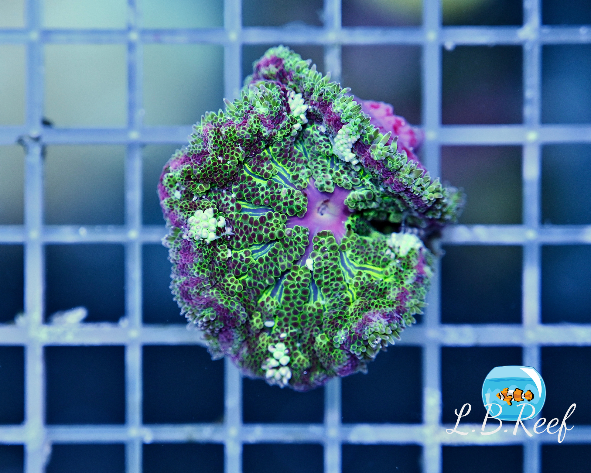 Stichodactyla tapetum "Ultra Green Pink Ring" - L.B.Reef