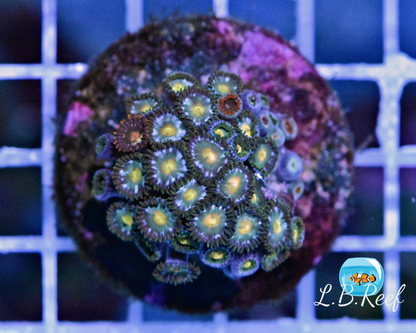 Zoanthus sp. "Gold Center Mix" - L.B.Reef